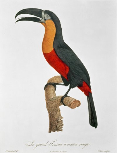 Touraco géant, gravé par Guyard - Jacques (after) Barraband
