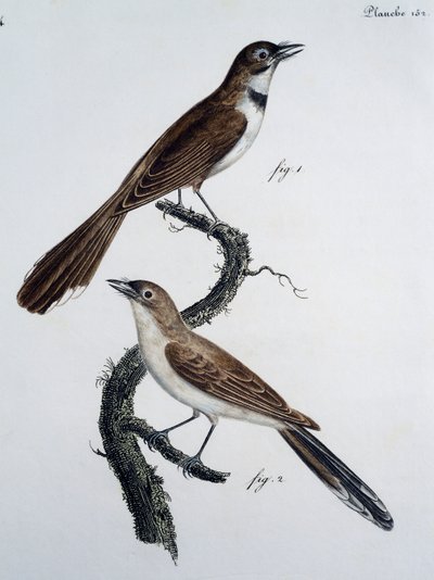 Mâle et femelle du Monarque à lunettes (Monarcha trivirgata) - Jacques (after) Barraband