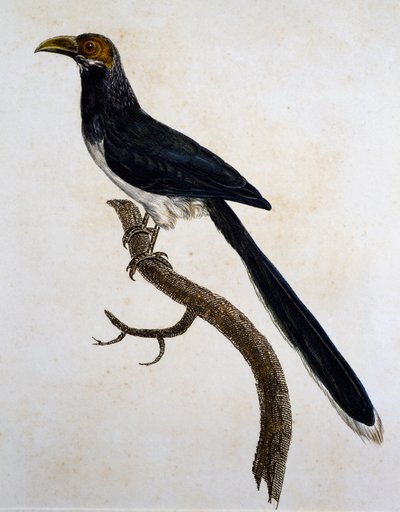 Malkoha à face rouge (Phaenicophaeus pyrrhocephalus) - Jacques (after) Barraband