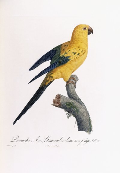 Perruche dorée, Ara Guarouba, à un jeune âge - Jacques Barraband