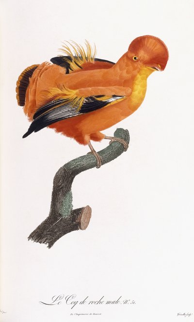 Coq-de-roche mâle - Jacques Barraband
