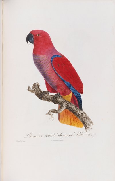 Première variété du Grand Lori, gravé par Langlois, vers 1801-05 - Jacques Barraband
