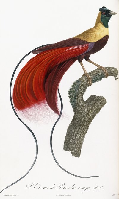 Oiseau de paradis rouge - Jacques Barraband