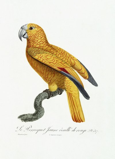 Perroquet jaune et rouge - Jacques Barraband