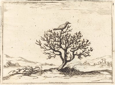Rossignol dans un buisson - Jacques Callot