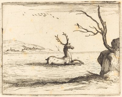 Cerf dans l