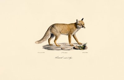 Renard roux d