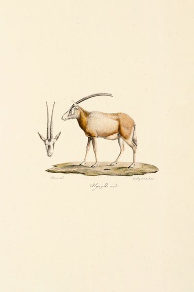 Gazelle d