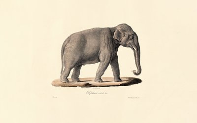 Éléphant d