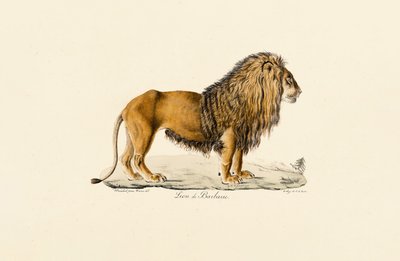 Profil du lion de Barbarie - Jacques Christophe Werner