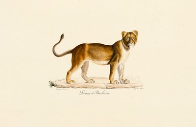 Profil de la lionne de Barbarie - Jacques Christophe Werner