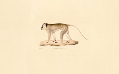 Macaque à face noire - Jacques Christophe Werner