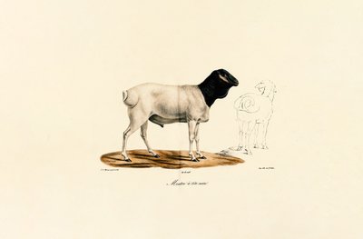 Mouton à tête noire - Jacques Christophe Werner