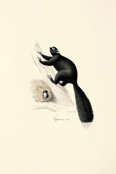 Singe capucin noir (mâle) - Jacques Christophe Werner