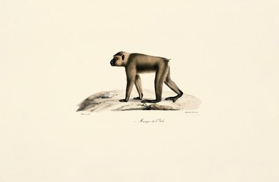 Bonnet Macaque - Jacques Christophe Werner