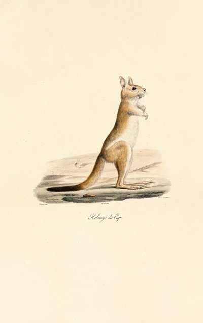 Lièvre sauteur du Cap - Jacques Christophe Werner