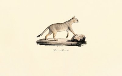 Caracal - Jacques Christophe Werner