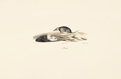 Musaraigne commune - Jacques Christophe Werner
