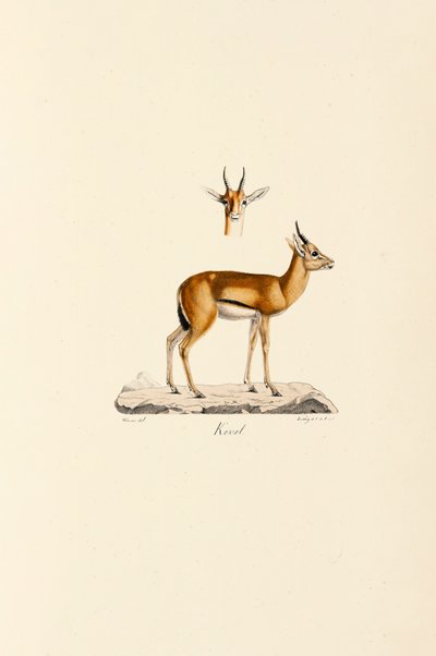 Dorcas Gazelle - Jacques Christophe Werner