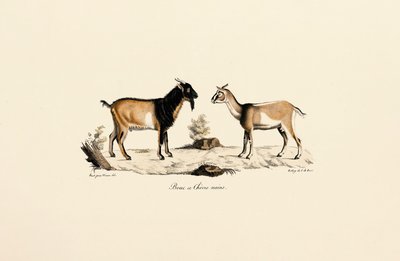 Bouc nain et chèvre naine - Jacques Christophe Werner