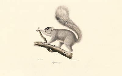 Écureuil gris de l