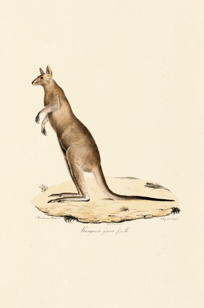 Kangourou gris de l