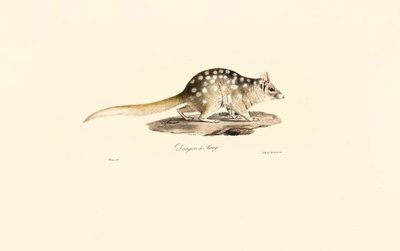 Quoll de l