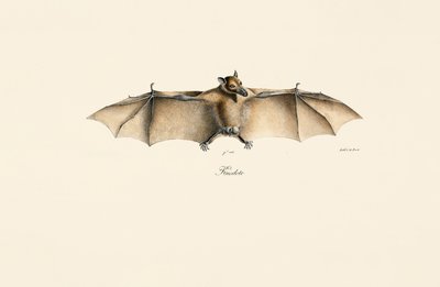 Chauve-souris égyptienne - Jacques Christophe Werner
