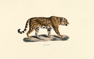 Jaguar femelle - Jacques Christophe Werner
