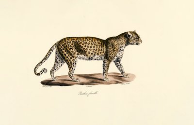 Léopard femelle - Jacques Christophe Werner