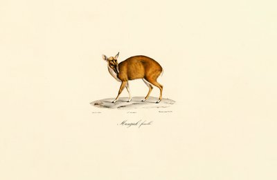 Femelle Muntjac - Jacques Christophe Werner