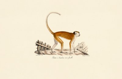 Singe Patas femelle avec bandeau frontal noir - Jacques Christophe Werner