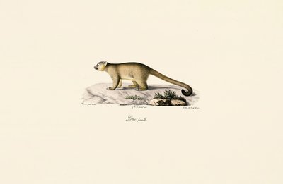 Mangouste à queue annelée femelle - Jacques Christophe Werner