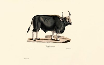Gaur Male - Jacques Christophe Werner