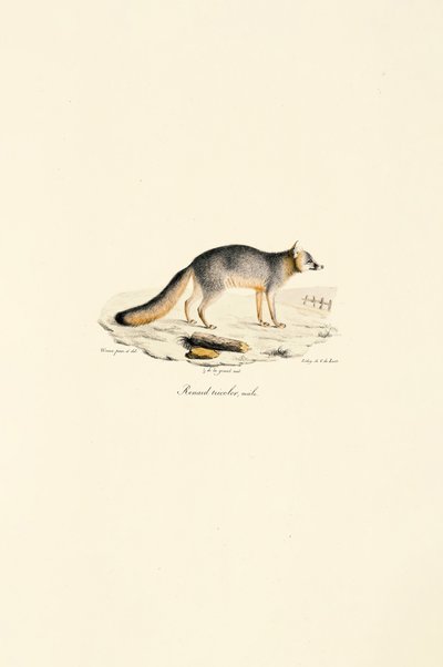 Renard gris mâle (Urocyon cinereoargenteus) - Jacques Christophe Werner