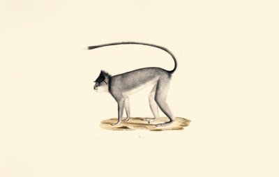 Hanuman Langur - Jacques Christophe Werner