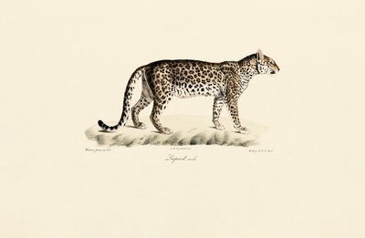 Léopard, mâle - Jacques Christophe Werner