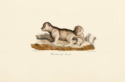 Lionceaux âgés d