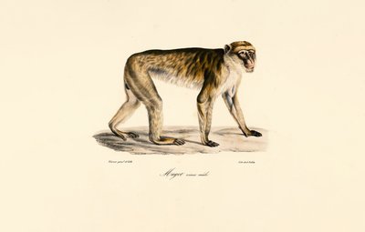 Macaque à longue queue (mâle) - Jacques Christophe Werner