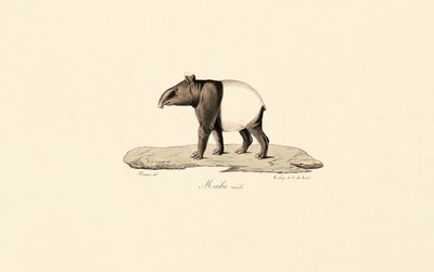 Tapir malais - Jacques Christophe Werner