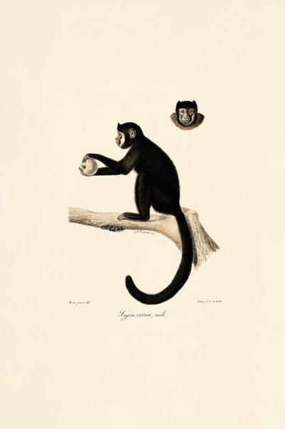 Capucin cornu mâle - Jacques Christophe Werner