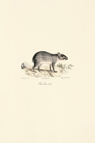 Paca tacheté mâle - Jacques Christophe Werner