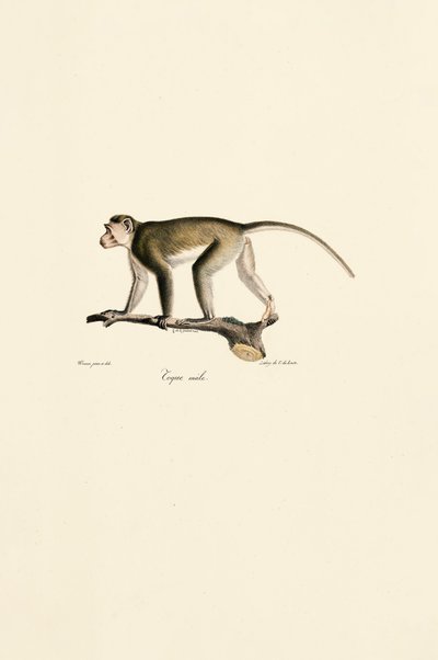 Singe écureuil mâle - Jacques Christophe Werner