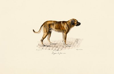 Mastiff - Jacques Christophe Werner