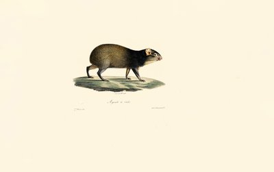 Porc-épic mexicain - Jacques Christophe Werner