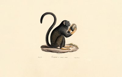 Mona Monkey avec des fruits - Jacques Christophe Werner