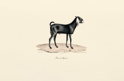 Chèvre népalaise - Jacques Christophe Werner