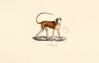 Singe Patas (mâle) - Jacques Christophe Werner
