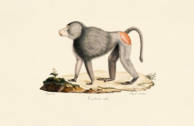 Pattes de singe - Jacques Christophe Werner