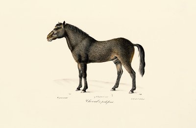 Le cheval de Przewalski - Jacques Christophe Werner